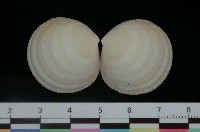 藏品(紅唇滿月蛤)的圖片